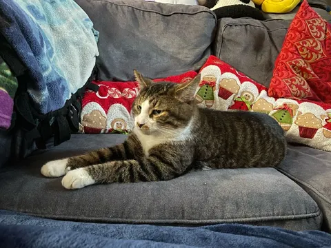 Кот расслабленно лежит на диване