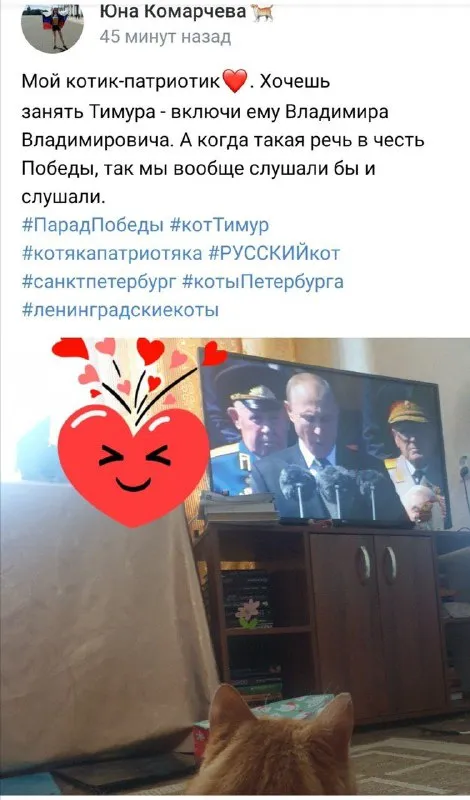 Котик слушает Владимира Владимировича