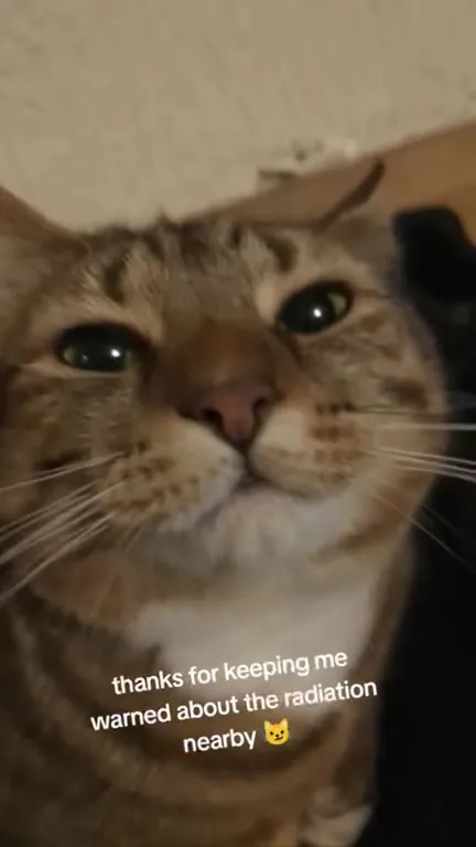Cat Warns About Radiation