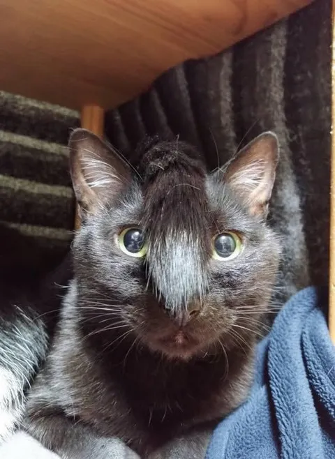 Кот с человеческим лицом