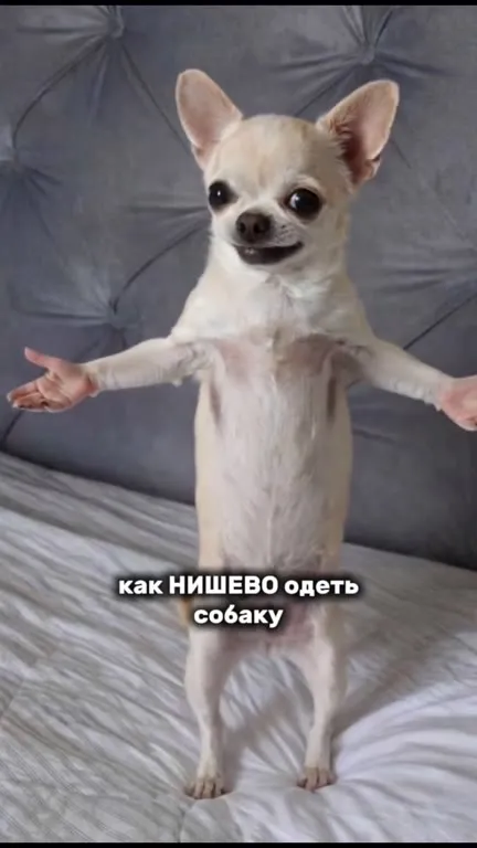 Как нишево одеть собаку