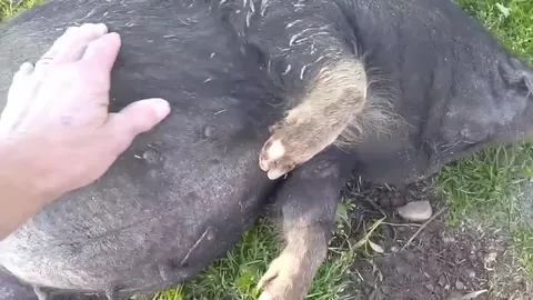 Суровый зверь под драматичную музыку