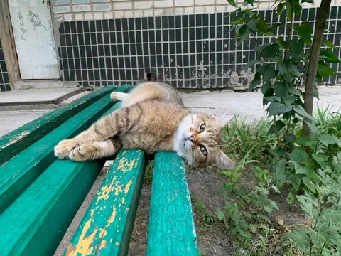 Кот развалился на скамейке