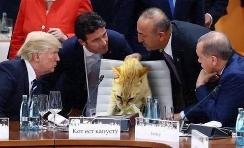 Кот ест капусту на саммите