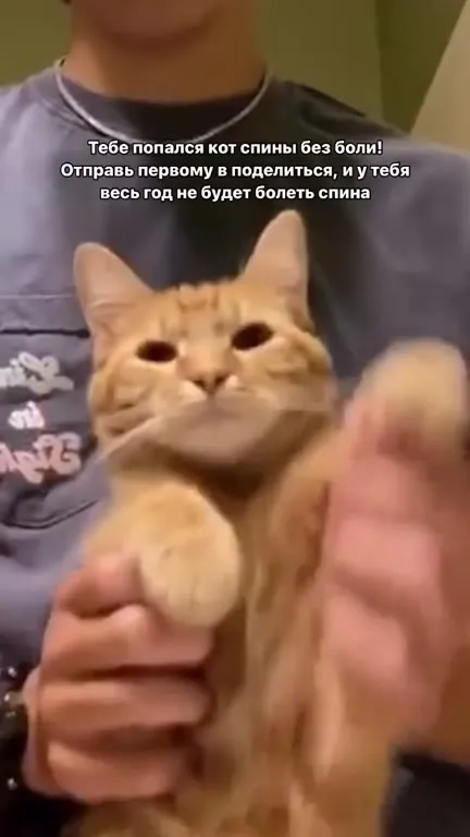 Кот для здоровой спины