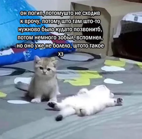 Котёнок забыл сходить к врачу
