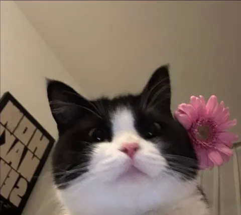 Кот с цветком у уха