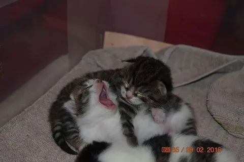 Котята нежно обнимаются