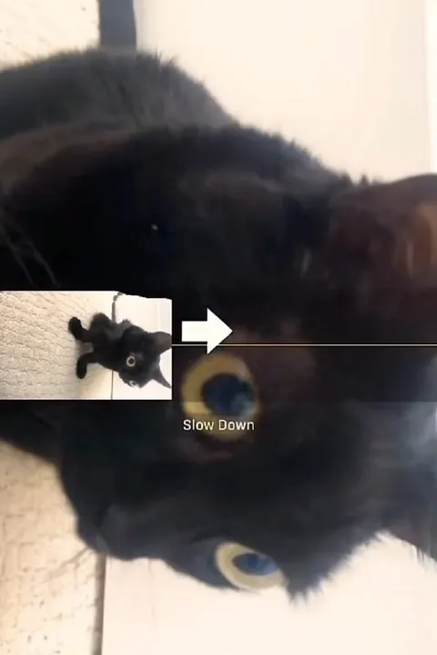 Slow Down Cat