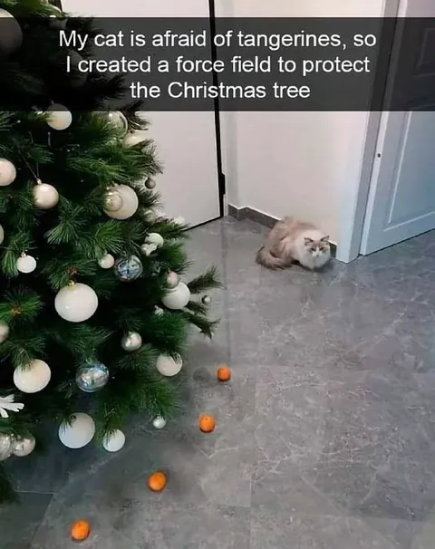 Cat's Tangerine Force Field