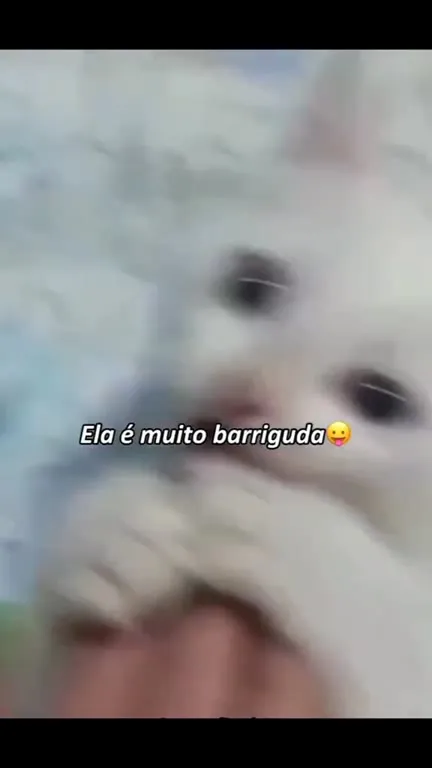 Gatinho com verme na barriga