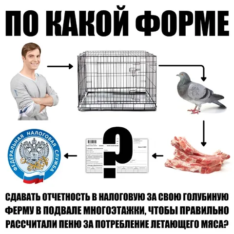 По какой форме сдавать голубиную ферму