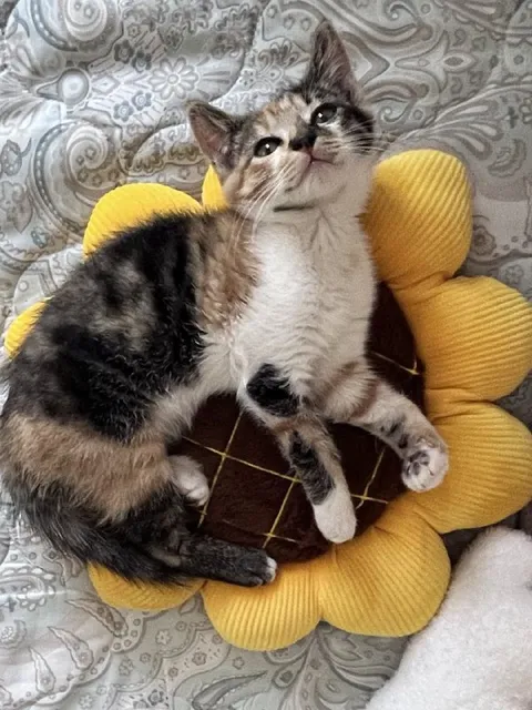 Котёнок на подушке-цветке
