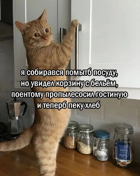 Кот откладывает мытьё посуды