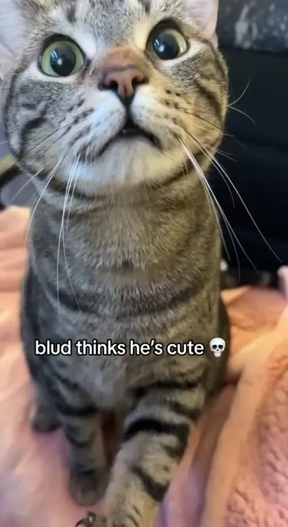 Blud Thinks He's Cute
