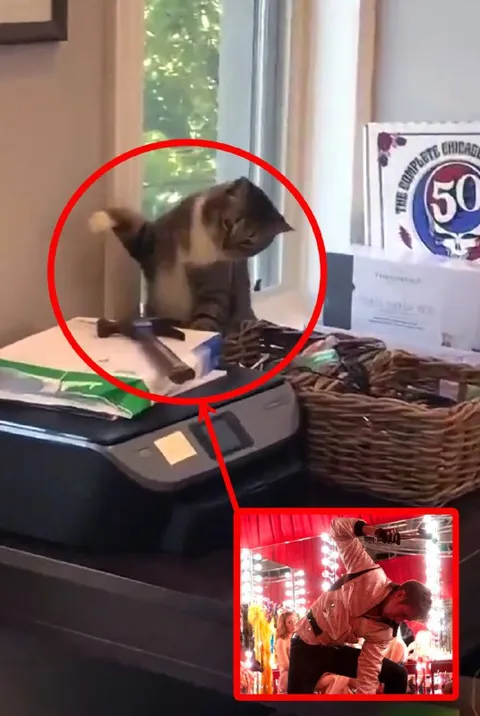 Cat Copies the Dance Move