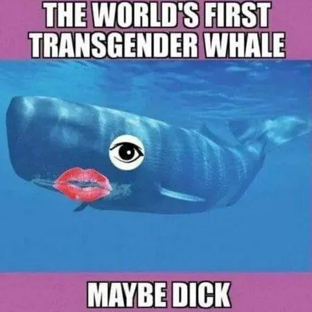 World's First Transgender Whale
