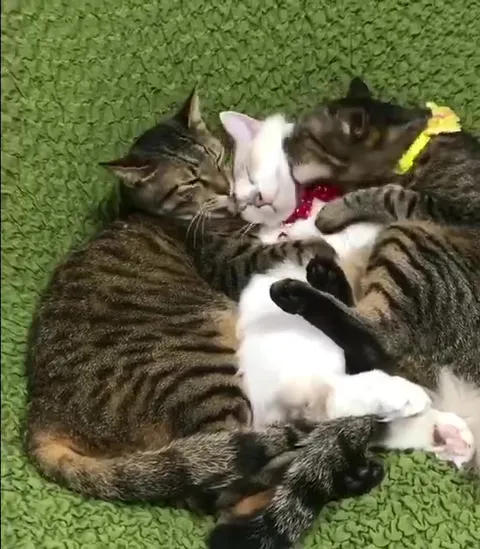 Три кота обнимают белого котёнка