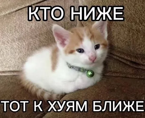 Кот, который ближе всех