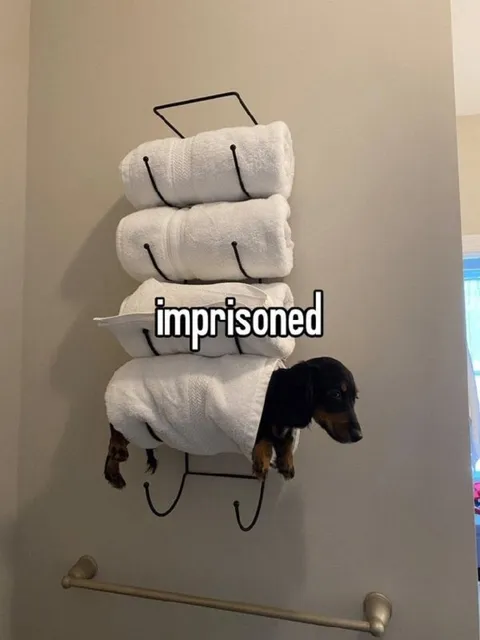 Imprisoned Dachshund in Towels