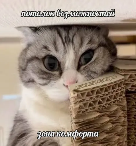 Потолок возможностей кота