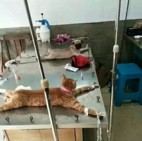 Коты на капельнице
