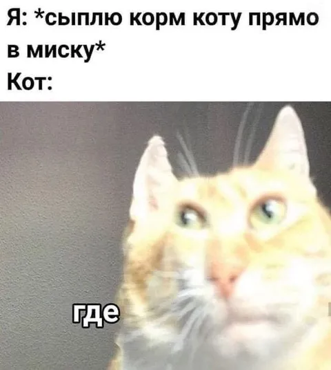 Кот ищет миску