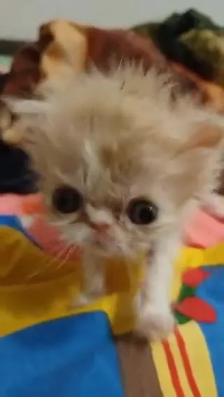Крошечный котёнок крупным планом