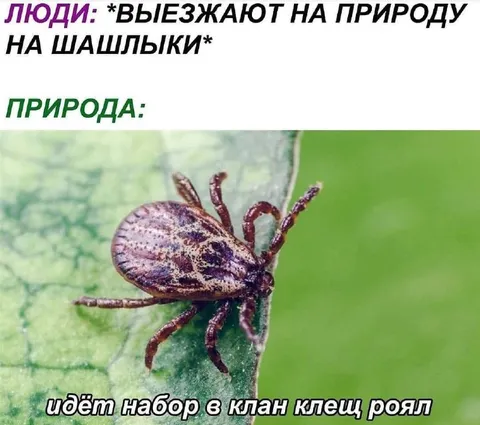 Шашлыки в клан клещ роял