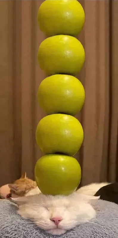 Кот с башней из лимонов