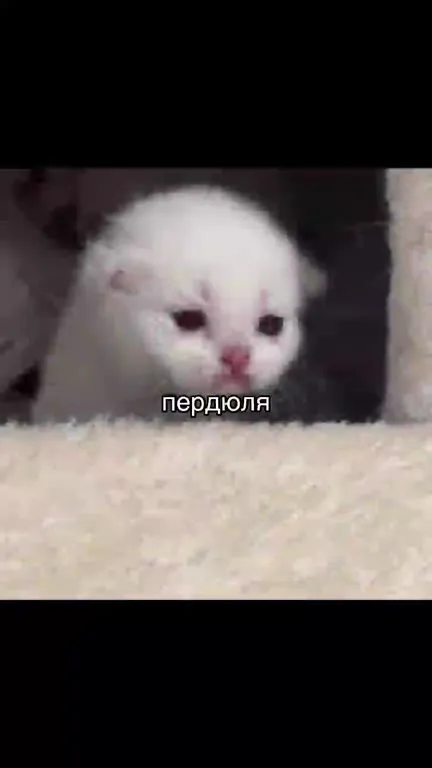 Милые котята пердюлят
