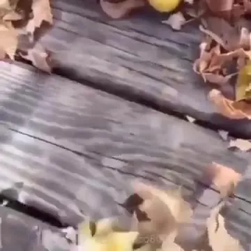 Цветок с огромным ртом