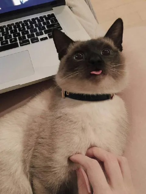 Кот с высунутым языком