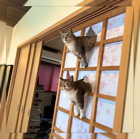 Коты лезут по двери