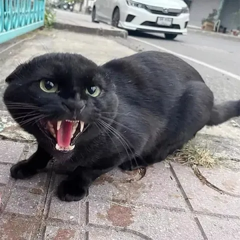 Шипящий чёрный кот