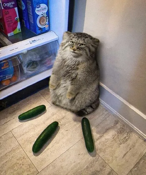 Cat Surrounded by Cucumbers