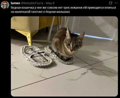 Кошечка на одной тапочке