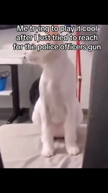 Cat Trying to Play It Cool
