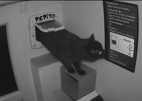Pepito vuelve a casa