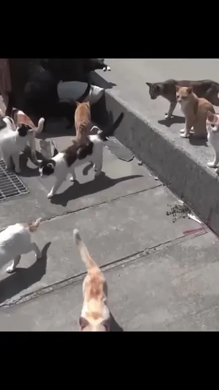 Cat Island Has Been Claimed