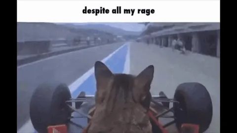 Кот мчится несмотря на ярость