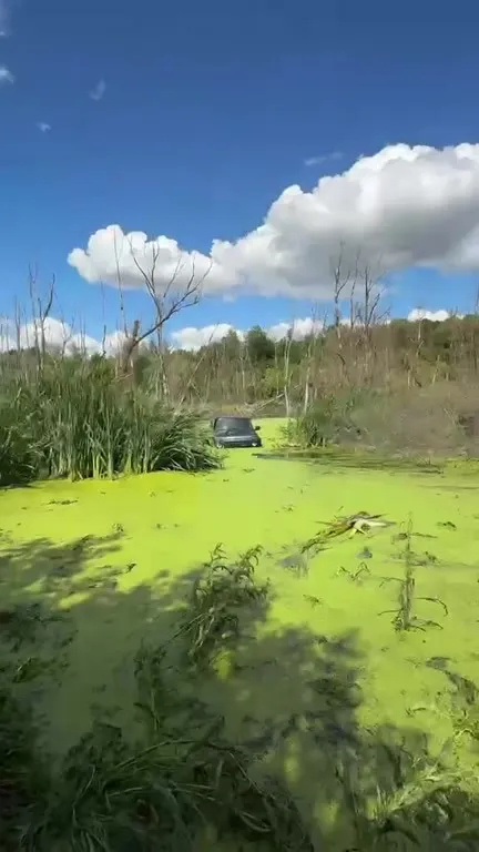 Шрек едет через болото