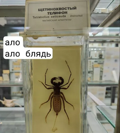 Алло алло блядь