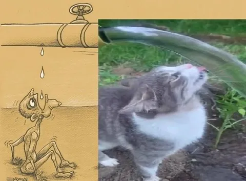 Кот наслаждается струёй воды