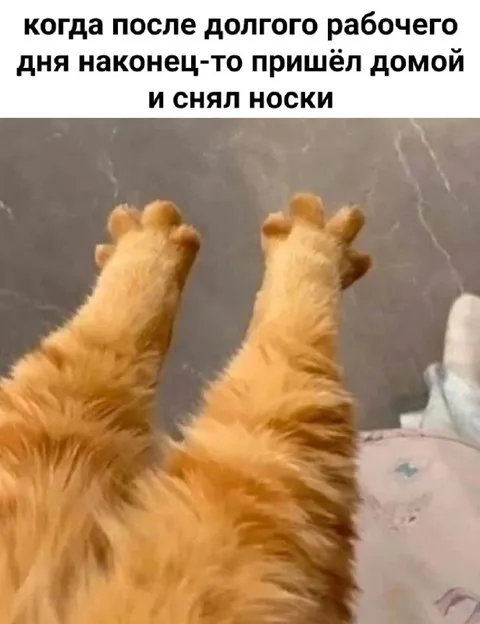 Кот снял носки после работы
