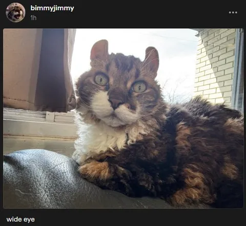 Wide-Eyed Curly Cat