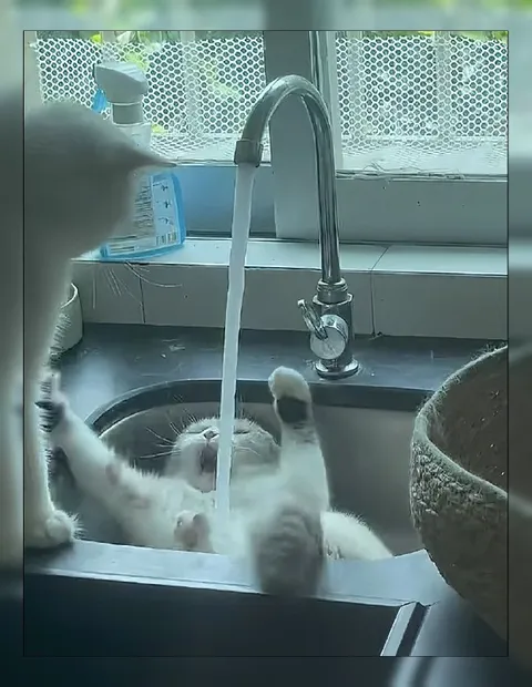 Кот наслаждается водой из крана