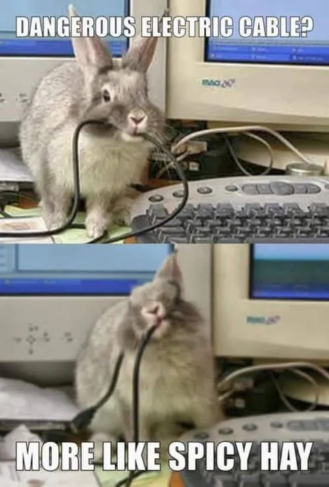 Bunny Calls Cable Spicy Hay