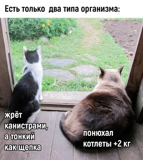 Два типа организма и котлеты