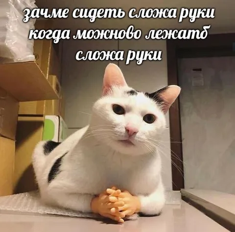 Кот лежит сложа руки